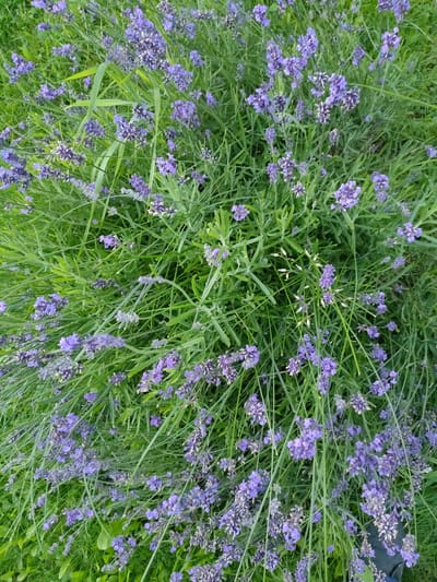 The image shows a close-up view of a lavender plant in bloom. The lavender flowers are a vibrant purple and are clustered together on long stems, interspersed with green foliage. The plant appears to be growing outdoors in a grassy area. The lighting suggests it is daytime, likely with soft, diffused light. The scene is of a natural environment, possibly a garden or field, within the Дзешчанскі сельскі Савет region of Belarus. There are no people or specific urban features visible.