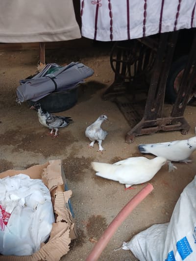 Four pigeons are on the ground, which appears to be a dirt or sandy surface. Two of the pigeons are white, one is predominantly white with black markings on its head, and the last pigeon is speckled with black and white feathers. 

To the left of the pigeons, there is a piece of white fabric with horizontal red stripes. Behind the pigeons, there is a dark metal object that resembles the base of a sewing machine, with visible gears and wheels. A large white plastic bag with blue patterns is on the right side of the image, and a pink cylindrical object, possibly a pipe or stick, is in the foreground. 

In the lower left, a gray bundle of rolled-up material is tied with black bands. Further to the right, a box made of cardboard is filled with crumpled white plastic bags. The scene seems to be outdoors, possibly in a yard or an unpaved area, given the ground texture and the presence of discarded materials. There is no indication of time of day or weather conditions. No visible text is legible. The activity taking place is simply the pigeons being present in the scene.