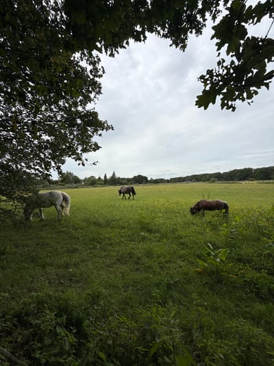 A wide shot captures a pastoral scene with three horses in a lush green field under an overcast sky. In the foreground to the left, a white horse grazes. Further into the field, a dark grey horse stands near the center, also grazing. To the right, a brown horse is partially obscured by foliage, its head down as it grazes. The field is dotted with small yellow flowers and bordered by a line of trees in the distance. The sky is a uniform grey, suggesting a cloudy day. The scene appears to be an open field in a rural or semi-rural setting, possibly the outskirts of Penn, United Kingdom, given the vegetation and the style of distant buildings visible on the horizon.