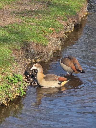 The image displays a section of a narrow stream or canal within Zweibrücken, Germany, featuring a family of Egyptian Geese. In the center, an adult Egyptian Goose with a pale face, dark eye patch, and brown and grey plumage is swimming left, partially obscuring several small, dark-feathered goslings clustered against the grassy bank to its left. To the right and slightly behind, a second adult Egyptian Goose is partially submerged in the water, positioned with its back facing the viewer, revealing dark brown and reddish-brown plumage. The water surface exhibits ripples and reflections under natural light. The bank on the left is composed of dark, exposed soil and rocks supporting patches of green grass, showing signs of erosion at the waterline.