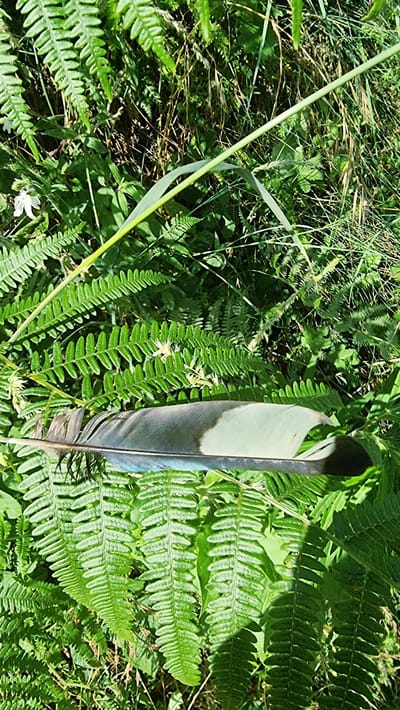 A single feather rests horizontally on vibrant green ferns and other foliage. The feather has a dark, pointed end, transitioning into a band of white, and then a section with iridescent blue and grey hues. The background is a dense growth of green plants, with some dry, brown elements visible among the leaves. A delicate white flower is also present to the left of the feather. The scene appears to be in a natural outdoor setting, possibly a park or wooded area, within the municipality of Sant Joan les Fonts, Spain.