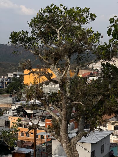 The image depicts a tree laden with leaves and epiphytes, situated in an urban environment, which is implied to be the city of Santa Rosa de Copán, Honduras. The tree is the dominant element, with a thick, gnarled trunk and branches extending across the frame. Its foliage is a mix of green leaves and greyish-white epiphytes. Behind the tree is a densely packed urban area with buildings of varying heights and colors, ranging from pale grey to orange. Some buildings have corrugated metal roofs. A mountain covered in trees is visible in the background, set against a sky partially obscured by clouds. Utility poles and wires are also visible, adding to the urban texture. No people are visible in the image.