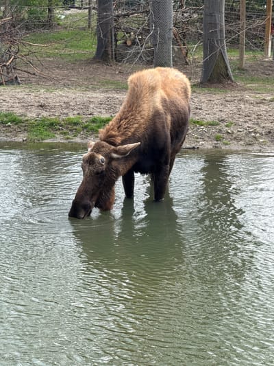 A brown moose is drinking from a body of water. The moose is partially submerged in the water, and its head is down, presumably drinking. The water is rippled. Behind the moose, there is a shoreline with dirt and some sparse grass. A fence is visible in the background. The image was taken in Powell, United States of America.