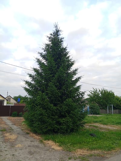 A tall, mature evergreen tree dominates the center of the image, its dark green branches extending upwards in a conical shape. The tree is situated on a patch of green grass, with a dirt path leading away from it to the left. In the background, to the left, is a brown fence with a house partially visible behind it. The house has a light-colored facade and a darker roof. Further to the left and slightly behind the fence, another house with a brick facade and a gabled roof can be seen. To the right of the evergreen tree, more green trees and shrubs are visible, interspersed with a wooden picket fence. A swing set with a white frame and two swings is located in the far right background. Overhead, the sky is overcast with scattered white and gray clouds. The overall scene suggests a rural or suburban setting in Panino, Russia, possibly a residential yard or a park area. There are no people or animals present in the image, and no discernible actions or interactions are taking place. The lighting indicates it is daytime, with diffused light due to the cloudy sky.