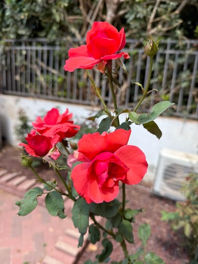 The image features a close-up view of bright red roses in a garden setting. The roses are in various stages of bloom, with some fully open and others still as buds. The petals are vibrant and appear to be a deep coral or fuchsia color. They are surrounded by green leaves, some of which show slight wilting or browning at the edges. A thorny stem is visible, characteristic of a rose bush.
In the background, a metal fence with horizontal bars creates a visual barrier, suggesting a boundary or enclosure. Beyond the fence, there is greenery, possibly more foliage from the garden. Further in the background, a white structure with ventilation slats, possibly an air conditioning unit, is partially visible. The ground beneath the roses is covered with reddish-brown gravel or mulch, and in the distance, a paved surface with a pattern of rectangular stones can be seen. The lighting suggests it is daytime, likely a sunny or bright day, given the intensity of the colors and the shadows. The overall impression is a serene and natural garden scene, highlighting the beauty of the blooming roses. There is no visible text in the image.