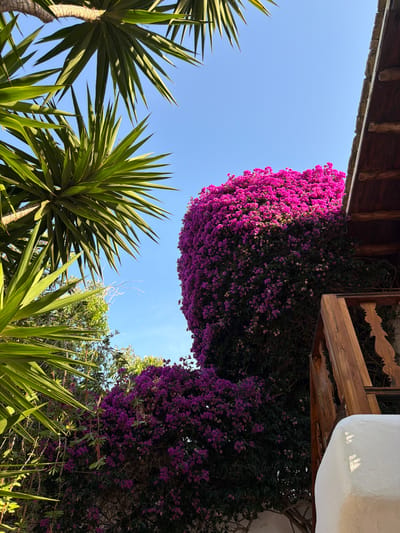 The image shows a vibrant scene in Sant Joan de Labritja, Spain, dominated by lush greenery and a bright blue sky. In the foreground, the spiky green leaves of a yucca plant stretch across the frame, with a wooden railing and white wall of a building to the right, suggesting a residential or hospitality setting. Behind the yucca, a dense bush of bright pink bougainvillea flowers explodes with color, creating a striking contrast against the blue sky. The bougainvillea is so thick that it almost obscures the dark green foliage beneath. The wooden roof beams and weathered texture of the building's eaves are visible at the top right, adding a rustic element to the composition. The overall impression is one of natural beauty and a Mediterranean ambiance, likely captured on a sunny day.