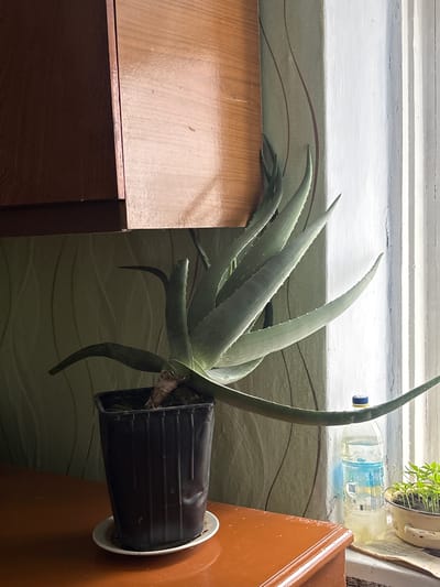 A still life image depicts an aloe vera plant in a black plastic pot, placed on a windowsill with a brown wooden cabinet to its left and a taller brown cabinet to its right. A plastic bottle lies on the windowsill behind the plant. The background features a patterned wall. The location is Пожарское сельское поселение, Ukraine.