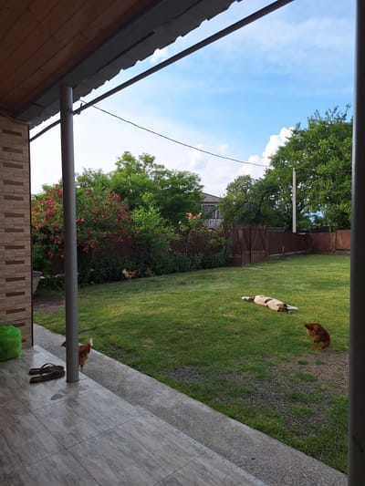 This is an outdoor, eye-level, vertical, slightly rotated photograph of a yard. In the foreground, a wooden overhang with a grey metal roof and support beam is visible on the left. A grey metal pipe runs horizontally across the middle of the frame. To the right of the pipe, a patio or walkway is tiled with light brown and grey square tiles. A pair of dark brown flip-flops rests on the tiled surface. Further right, a bright green plastic bag is partially visible.
The middle ground of the image shows a well-maintained green lawn. A light-colored dog with brown and white markings is lying down on the grass. A solid brown dog is standing and walking away from the camera. Two chickens are visible on the lawn; one is foraging and another is standing. In the background, a dense green bush with pink flowers is prominent. Behind the bush, a weathered wooden fence and a dark metal gate are visible. Trees with lush green leaves form a backdrop. The sky above is bright blue with scattered white clouds.
The scene suggests a warm, sunny day, likely in the late morning or afternoon, given the bright light and clear sky. The presence of domestic animals and the rural-looking fence and gate suggest a residential setting in a non-urban area. The overall atmosphere is peaceful and domestic. No visible text is present in the image. The location is Zeda Sazano, Georgia.