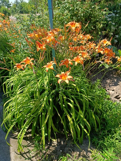 A cluster of vibrant orange daylilies dominates the foreground of this image, their trumpet-shaped blooms facing the sun. The flowers are densely packed, creating a riot of color against the lush green foliage of their long, sword-like leaves. Some of the daylily stems are visible, reaching upwards and supporting the delicate petals.
Behind the daylilies, the scene transitions to a slightly less defined background. To the left, a hint of a path or concrete edge is visible, suggesting a garden setting. Further back, the foliage becomes more varied, with denser green bushes and some taller trees visible against a bright, possibly sunny sky. A pale blue post, partially obscured by the flowers, stands vertically on the right side of the frame, providing a subtle man-made element within the natural setting.
The overall impression is of a sunny day in a garden. The lighting suggests it could be mid-morning or afternoon, with sunlight casting dappled shadows on the ground. There are no people or animals visible in the frame. The location cues, such as the type of vegetation and the style of the blue post, are consistent with a garden in a temperate climate, potentially in Berdiansk, Ukraine. The image conveys a sense of natural beauty and peacefulness. No text is visible in the image.