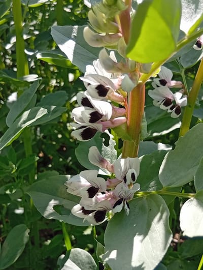 This is a close-up, vertically oriented photograph of several white and dark-spotted flowers on a broad bean plant. The flowers are clustered along a thick, reddish-brown stem that runs vertically through the center of the image. Each flower has white petals with distinct dark markings, appearing in shades of black and deep purple. Some flowers are in bloom, while others are in bud, appearing as small, pale green formations. The broad bean plant has large, pale green leaves, some of which are catching sunlight, creating bright highlights and casting shadows. The background is filled with lush green foliage, suggesting an outdoor garden setting. The lighting indicates it is daytime, likely sunny, with harsh shadows on some of the leaves. The image was taken in Micaičiai, Lithuania. No people or text are visible.