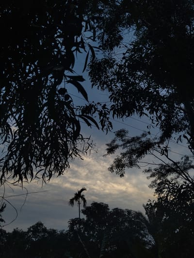 A low-angle shot captures the silhouette of trees against a cloudy sky. The location is Southkhali, Bangladesh. A single palm tree stands above the other trees in the middle ground. Electrical wires are visible in the gaps between the branches. The foreground and surrounding edges of the frame are dominated by dark silhouettes of tree branches and leaves. The sky transitions from a darker blue towards the top to a light yellow-grey closer to the horizon.