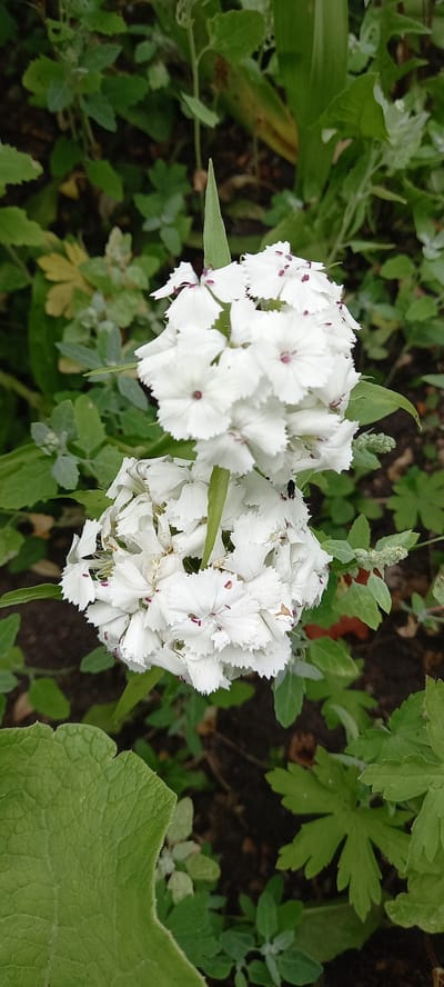 A close-up, vertical, eye-level shot captures a cluster of white flowers with serrated petals and small purple markings in the center. These flowers are arranged in two distinct groups. The background consists of blurred green foliage and dark soil. A tiny black insect is visible on one of the petals in the lower right cluster, and a small white spider is perched on a petal in the lower left cluster. The image was taken outdoors in the village of Tokushi, Kazakhstan.
