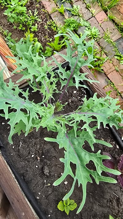 A close-up, top-down view captures a vibrant green kale plant with serrated leaves and purple stems growing in dark soil within a wooden planter box. The soil is partially covered by a black weed barrier, and scattered small white pebbles are visible. In the background, the planter box is bordered by weathered brickwork and a variety of green foliage, suggesting an outdoor garden setting. There are no people or animals present in the image. The scene is located in an urban garden in the city of Malaya Belonosova, Russia.