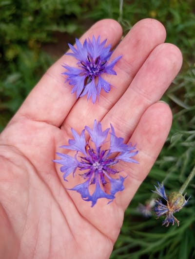 A human hand, with visible fingerprints and slight discoloration from dirt, cradles two purple cornflowers. One flower rests near the thumb, and another in the palm. The hand is oriented palm-up, with fingers slightly curled. The background is a soft focus of green foliage, suggesting an outdoor, natural setting. To the right and out of focus, another cornflower in a more withered state is visible, along with a green seed pod. The lighting appears to be natural daylight, possibly overcast given the soft shadows. The scene is calm and evokes a sense of connection with nature. No text is visible. The location context is Sloviansk, Ukraine.