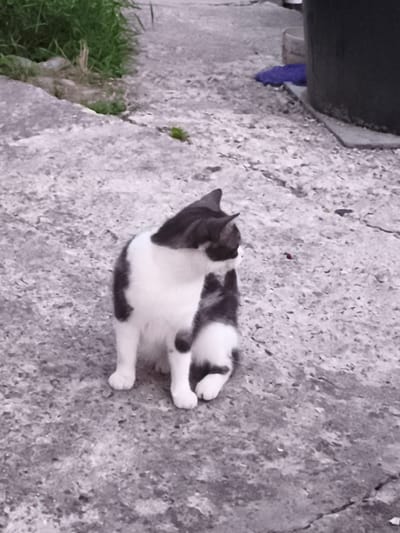 A black and white cat sits on a textured concrete surface. The cat is facing to the right, with its head turned slightly away from the viewer. Its fur is predominantly white with black markings on its back, tail, and ears. The cat is in a relaxed sitting position, with its front paws together and its hind legs tucked beneath it. The background shows a mix of concrete and some green grass. In the upper left corner, there is a patch of green grass and some dry vegetation. To the right of the cat, in the background, is a large black cylindrical object, possibly a bin or tank. Part of a purple object is visible near the base of the black cylinder. The scene appears to be outdoors, possibly a yard or patio area. The lighting suggests it might be daytime, but the image has a slightly desaturated and grainy quality, making it difficult to ascertain the exact time of day or weather conditions. There is no visible text in the image.