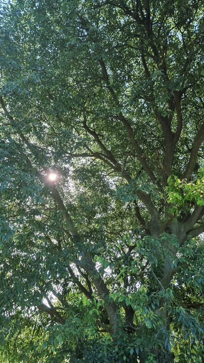 The image captures an upward view of a mature tree with dense green foliage, likely taken during daylight hours. Sunlight filters through the leaves, creating bright sunbursts and dappled light effects. The trunk and branches of the tree are visible, with some areas appearing darker due to the shade cast by the leaves. The leaves are varied in color, ranging from deep green to lighter, almost yellow-green, suggesting different stages of growth or exposure to sunlight. The overall impression is one of a lush, natural environment, possibly a park or garden. The location in Sant Joan les Fonts, Spain, suggests a Mediterranean or similar climate, which would support the growth of such a tree. There are no people or animals visible in the frame. The composition focuses solely on the natural elements of the tree and the light.