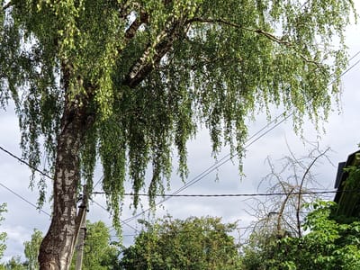 A medium-shot image taken in Oktyabrskiy, Russia, features a large birch tree with cascading branches and green leaves dominating the left side. The tree's trunk is thick and textured, with characteristic white and black bark. A concrete utility pole with attached wires is visible beside the trunk, further emphasizing the urban or suburban setting. In the background, a dense canopy of green trees stretches across the frame, with a portion of a dark-colored roofline visible on the far right. The sky is overcast with gray clouds.