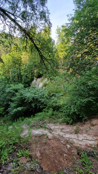 The image captures a view of a forest with a sandy incline in the foreground. Lush green trees and foliage dominate the scene, with a bright sky visible through the canopy. A prominent cliff face, composed of pale earth and rock, is nestled within the trees in the background. The ground in the foreground is a mix of soil and sand, with some scattered dry branches. The location is identified as Daudas, Latvia.