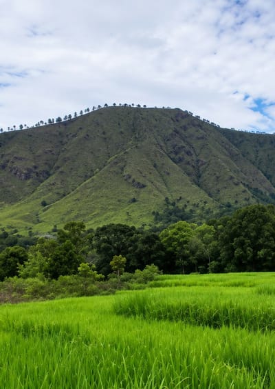 The image depicts a lush green landscape with a prominent mountain in the background. The mountain is covered in vegetation, with a line of trees forming a distinct silhouette along its crest. In the foreground, a vibrant green field, likely rice paddies, stretches across the scene. A line of dense trees separates the foreground field from the base of the mountain. The sky above is partly cloudy with patches of blue. The scene captures the natural beauty of Turpuk Sihotang, Indonesia, characterized by its rolling hills, agricultural fields, and verdant greenery. There are no people or animals visible in the image.