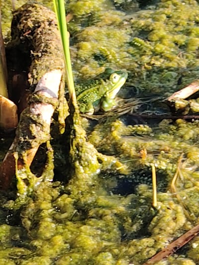 This is a close-up, vertical shot of a green frog in a murky, algae-filled body of water, likely a pond or slow-moving stream. The frog is positioned in the center-right of the frame, facing left, with its eyes visible and a puffed vocal sac. The surrounding environment is dominated by dense, green algae and decaying plant matter, with some brown sticks and reeds protruding from the water. The lighting suggests it is daytime, with sunlight illuminating parts of the scene. The image does not contain any identifiable features that would allow for precise location within Заямнаўскі сельскі Савет, Belarus, beyond the general assumption of it being a natural, wetland environment within that region.