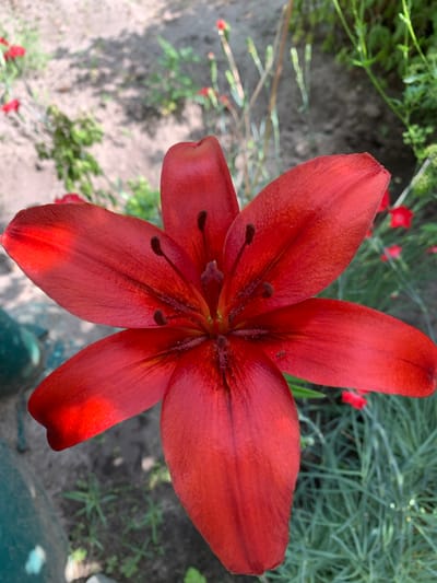 This is a close-up, overhead shot of a vibrant red lily in bloom. The flower dominates the frame, with its six petals unfurling outwards. The petals are a rich, deep red with subtle variations in tone and a slight velvety texture, particularly noticeable in the darker veins radiating from the center. The stamen and pistil are visible in the heart of the flower, tipped with dark brown anthers. Sunlight casts a soft shadow and bright highlights on the petals, suggesting it is daytime.
The background is a soft blur of greens and grays, indicating a garden setting. To the left, there are out-of-focus green leaves and stems, along with patches of dark, earthy soil. A few small red flowers, possibly poppies, are visible in the distance. To the right, a feathery, silvery-green plant forms a blurred backdrop. The overall impression is one of natural beauty and the peak of summer bloom. The image appears to have been taken outdoors on a sunny day, likely in a garden in Ivanava, Belarus, given the location context. There is no visible text in the image.