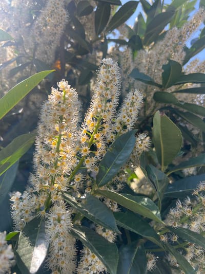 A close-up shot captures vibrant creamy white to pale yellow flowers blooming on dark green, glossy foliage, likely a Cherry Laurel (Prunus laurocerasus), under bright sunlight in North Norfolk, United Kingdom. The abundant small flowers are densely packed along elongated racemes, each exhibiting a spiky or star-like appearance due to prominent stamens and numerous delicate filaments. The plant's leathery, ovate leaves are visible, some catching sunlight and others providing a shadowed contrast. Strong sunlight creates luminous highlights on the petals and leaves, and distinct lens flare is present, particularly in the lower left and center of the frame, indicating the sun's direct or indirect presence. Patches of clear blue sky are visible through the foliage, suggesting a bright and sunny day. The overall scene depicts a thriving plant in full bloom in an outdoor, natural setting. No text is visible in the image.