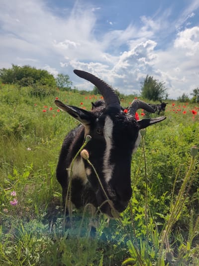 An outdoor, eye-level, medium shot shows the head of a black and white goat in a field of green grass and red poppies under a partially cloudy blue sky. The goat's head is turned slightly to the left, with its right eye visible. The goat has curved horns and white markings on its face. In the background, other goats are visible grazing amongst the poppies. The environment is rural and appears to be located in the city of Mar'yanivka, Ukraine, given the context. The lighting suggests it is daytime with sunshine.