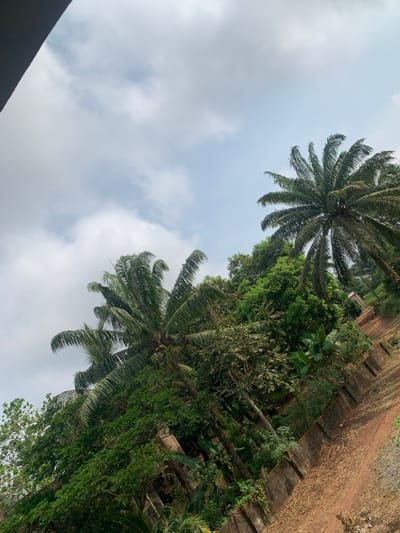 This image depicts an outdoor, natural environment, presumably in Amaeshi, Nigeria, captured from a low-angle perspective looking diagonally upwards. The scene is dominated by lush green foliage and an overcast sky.
The upper approximately one-third of the frame consists of a light blue sky largely covered by diffuse white and light grey clouds. A dark, indeterminate structure partially obscures the extreme upper left corner.
The middle and lower sections of the image are densely populated with vegetation. Several large palm trees are prominent, with their fronds appearing dark green and somewhat wind-swept. One palm tree leans towards the left in the mid-ground, while another stands more upright towards the right side of the frame. Below and between the palm trees, a variety of other trees and shrubs with dense green leaves fill the landscape, indicating a rich, tropical or sub-tropical ecosystem. Broad-leafed plants, possibly banana trees, are visible among the undergrowth on the right side.
In the lower right quadrant, a reddish-brown dirt or soil path is visible, sloping slightly upwards towards the background. This path is bordered on its left by a series of low, grey concrete blocks, which appear to form a rudimentary retaining wall or edge. No human figures, animals, or specific activities are observed in the scene. The overall environment suggests a rural or semi-rural setting characterized by abundant vegetation under an overcast sky.