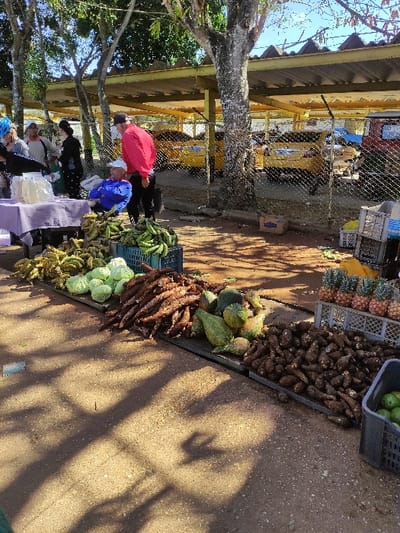 This image depicts an outdoor market scene in Ciego de Ávila, Cuba. In the foreground, a variety of agricultural produce is displayed directly on the ground and in plastic crates on a dirt and paved surface. Visible items include large quantities of green plantains, several heads of green cabbage, piles of reddish-brown root vegetables (such as malanga or yuca), mottled green and yellow gourds, pineapples in gray crates, and green avocados or limes in a dark gray crate.
Approximately 5-7 individuals are present. On the left, a table covered with a light purple cloth holds white containers, with several people standing nearby. In the center-left, an elderly man wearing a white cap and a blue shirt is seated on a chair. Standing next to him is a man in a red long-sleeved shirt and a dark cap.
The background features a chain-link fence separating the market area from a parking zone. Behind the fence, multiple yellow vehicles, consistent with taxis, are parked under yellow-roofed shelters. A red truck is partially visible on the far right. The scene is illuminated by bright sunlight, casting distinct shadows from trees and people onto the ground.