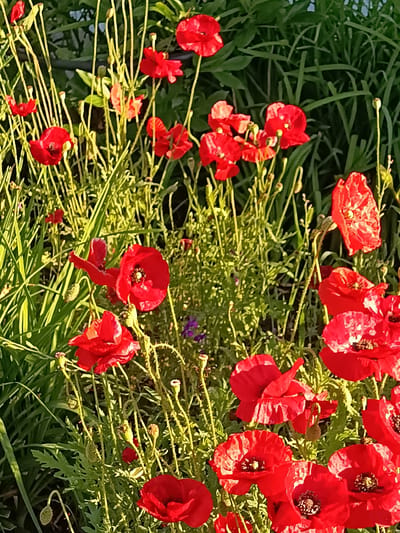 This media file is a photograph of a field of red poppies in bloom. The poppies are the primary subject, with their vibrant red petals standing out against a backdrop of lush green foliage. Some of the poppies are in full bloom, while others are still in bud. The stems of the poppies are thin and delicate, and they are surrounded by tall blades of grass and other wildflowers, including a few small purple flowers. The image is taken from a low angle, looking up into the field of flowers. The sunlight appears to be warm and bright, suggesting it is likely daytime. The overall impression is one of natural beauty and a vibrant summer scene. There is no visible text in the image. The location context provided is Miasskoye, Russia.