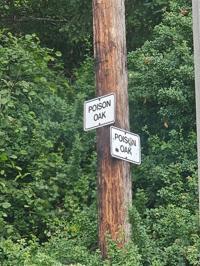 A wooden utility pole stands in a lush green environment with dense foliage on either side. Two white rectangular signs are attached to the pole, both reading "POISON OAK" in black lettering. The signs appear weathered, with the bottom sign showing some dark spots. The background consists of various shades of green leaves and branches, suggesting a natural or park-like setting. The image does not provide any specific landmarks or context to pinpoint a location within Seattle, United States of America.