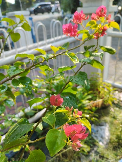 In Tanjungsari, Indonesia, a close-up shot focuses on a vibrant bougainvillea branch. The plant's lush green leaves are speckled with water droplets, suggesting recent rain or watering. Several bright pink bougainvillea bracts, which resemble petals, are in bloom, some unfurling while others are more tightly budded. The branch extends diagonally across the frame, with a soft, blurred background that hints at an urban setting. A white fence with curved elements is visible behind the plant, and beyond that, a street with a dark-colored car driving away. The sunlight catches the water droplets and the leaves, creating a sense of freshness and natural beauty within the city environment.