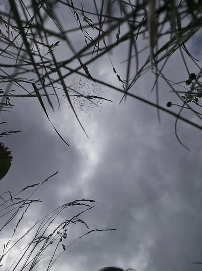 This is a low-angle, close-up shot of tall grass against a cloudy sky. The grass stalks are thin and dark, silhouetted against the lighter background, with some appearing feathery or seed-laden. The sky is predominantly grey, with patches of lighter and darker clouds, suggesting an overcast or approaching storm. A faint hint of a person's hair is visible at the bottom edge of the frame, indicating a low viewpoint. The overall mood is somewhat dramatic due to the strong contrast and dark sky. The image appears to be taken outdoors, likely in a natural or semi-natural setting, such as a field or meadow. No specific landmarks or elements are visible to identify a location within Pontagna, Italy.