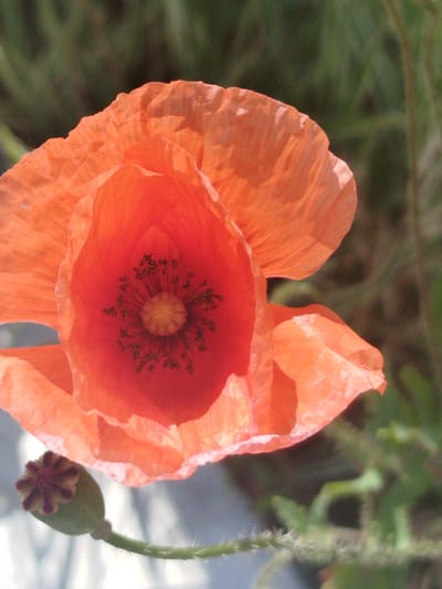 A close-up, eye-level, vertical shot captures a vibrant orange poppy flower in full bloom. The petals are delicate and translucent, with visible veins and a slightly crinkled texture. The center of the flower reveals its reproductive parts: a cluster of dark stamens surrounding a pale yellow stigma. Below the flower, a small, green seed pod, topped with a star-shaped, purplish crown, hangs from a fuzzy green stem. The background is softly blurred, with muted greens and browns suggesting foliage and possibly a hint of a light-colored surface at the bottom. The image is well-lit, highlighting the rich color and intricate details of the poppy. The location in Chervonyi Step, Ukraine, implies an outdoor setting, likely a garden or natural area.