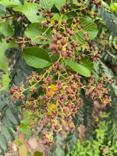 The image displays a close-up view of a plant bearing numerous small, dark reddish-brown seed pods with pointed tips, clustered on thin stems. The seed pods are a prominent feature, dominating the foreground and midground of the photograph. They are attached to delicate branching stems that appear to be a pale yellow or green color. Surrounding the seed pods are lush green leaves, some broad and ovate, others more elongated and serrated. The leaves exhibit varied shades of green, from vibrant to a darker, more muted tone, indicating different stages of growth or lighting conditions. In the background, a soft blur of green foliage and dappled light suggests an outdoor environment, possibly a garden or natural landscape. A hint of yellow is visible in the upper midground, possibly a flower or another leaf catching the light. The scene is static, focusing solely on the botanical details of the plant. There are no people or animals present. The overall impression is one of natural growth and the intricate details of plant reproduction. The location is identified as Keudeunga, Indonesia, suggesting a tropical or subtropical environment where such flora would be common.