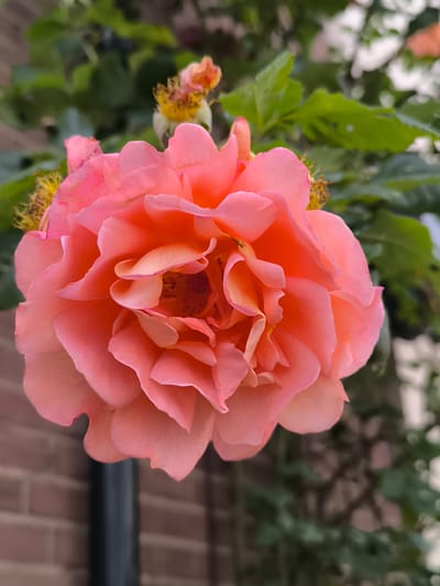 The image is a close-up, vertical shot of a large, fully bloomed pink rose. The rose is the primary subject and is centrally positioned, with its numerous petals unfurling in a complex spiral. The petals exhibit a soft, velvety texture and range in color from a light peachy pink at the edges to a deeper coral or salmon hue in the center. Some of the inner petals appear slightly lighter and more translucent. The center of the rose reveals hints of stamens and pistils, with a dark, textured area.
In the background, out of focus, are green leaves and foliage, suggesting the rose is part of a garden or climbing plant. To the upper left of the main rose, another spent or developing rose bloom can be seen, also with some yellow stamens visible.
The lower left of the image shows a dark, vertical pole or pipe, and behind it, a blurred brick wall, indicated by horizontal lines and reddish-brown tones. The overall lighting suggests an overcast day or shade, as there are no harsh shadows. The background environment, including the foliage and brickwork, implies an outdoor setting, possibly a garden or a residential area.
Given the request to include location in Haarlem, Netherlands, one might imagine this rose is growing in a courtyard, a park, or a private garden within the city. Without further context or specific visual cues in the image, pinpointing a precise location within Haarlem is impossible. However, the scene evokes a typical European garden aesthetic.