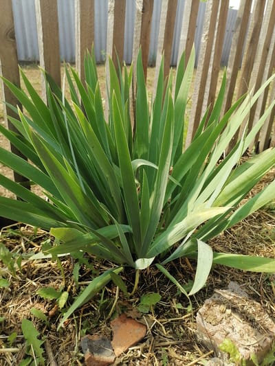 This image shows a close-up of a yucca plant with long, green, sword-like leaves. The plant is situated in what appears to be a garden or yard, with a rustic wooden fence in the background. The ground around the plant is covered with dry grass, straw, and some scattered pieces of broken brick. The lighting suggests it is daytime, with sunlight casting shadows. The scene is located in Lobkovo, Russia.