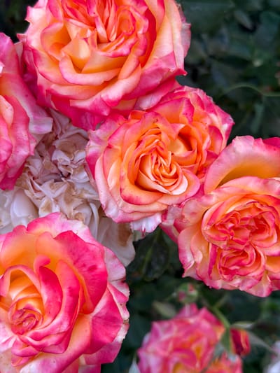 This is a close-up, overhead shot of several peach and pink roses. The roses have layered petals with a gradient of color, transitioning from a soft peach in the center to a vibrant pink at the edges. Some of the roses are in full bloom, while others are partially open. In the background, dark green foliage is visible, out of focus. The lighting suggests it is daytime, likely outdoors. The scene is natural and serene, focusing on the beauty of the flowers. There is no visible text.