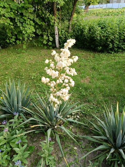In Novoselytsia, Ukraine, a garden displays a tall stalk of white yucca flowers reaching towards the sky. The yucca blooms are clustered densely along the upper portion of the stalk, resembling a cascade of creamy white bells. Below the blooming yucca, several spiky yucca plants with long, sword-like leaves form a dense border. Interspersed among the yucca are smaller plants with delicate blue flowers, adding pops of color to the foreground. The ground is a mix of dry, cracked soil and patches of green grass. In the background, lush green foliage from trees and bushes creates a dense backdrop, with a hint of a building and a blue fence visible in the distance.