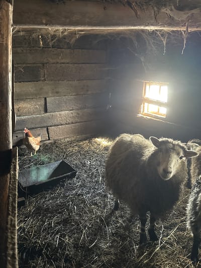 The image shows the interior of a dimly lit barn or shed with a small, square window in the ceiling. A sheep stands on a bed of hay in the upper right corner, looking down towards the viewer. A chicken appears to be jumping or flying near the bottom of the frame. The walls are constructed of rough wooden planks, and cobwebs are visible in the upper left corner. The location is given as Кипчак, Russia, but this cannot be verified from the image content.