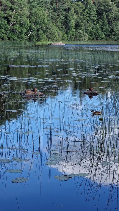 The image depicts a calm body of water, likely a lake or pond, surrounded by lush green trees. The water's surface is partially covered with lily pads and tall, thin reeds that rise vertically from the water. Several ducks are present in the water. In the center left, two ducks are perched on a partially submerged, mossy rock. To the right, another duck is swimming. In the middle ground, a single duck is resting on a small, dark rock. The sky, reflected in the water, is a clear blue with scattered white clouds. The overall impression is one of natural tranquility. This scene could be located at a body of water within or near the city of Vetlanda, Sweden, such as a park or nature reserve.