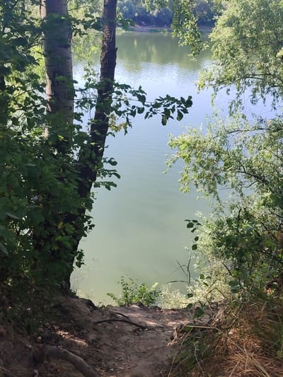 The image shows a view of the Nistru River near Pîrîta, Moldova. The foreground is dominated by the muddy bank of the river, with exposed tree roots and dry leaves scattered on the ground. Two trees with rough bark stand prominently on the left side of the frame, their branches covered in lush green foliage. The river itself occupies the middle and background of the image. Its water is a murky green, with gentle ripples reflecting the sunlight. The opposite bank of the river is lined with dense vegetation, including trees and bushes. In the far distance, on the left side of the riverbank, a small red structure, possibly a building or a boat, is visible. The sky is a bright blue, with some lighter patches, suggesting a clear day. The overall scene depicts a natural, somewhat overgrown riverbank.
