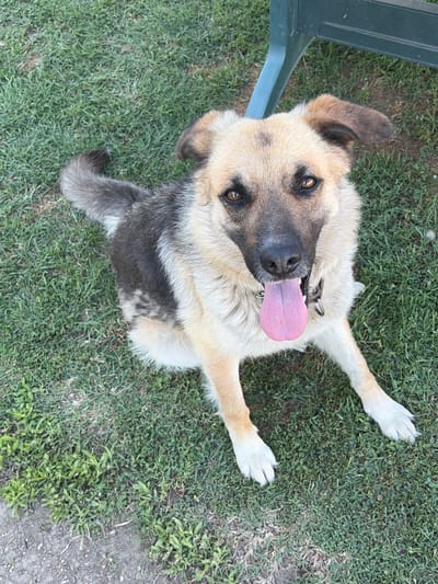 In Saedinenie, Bulgaria, a German Shepherd dog sits on green grass, its pink tongue hanging out. The dog's fur is a mix of tan, black, and white. It wears a dark collar with a metal ring. To the right of the dog, a portion of a green and blue plastic chair is visible. The background consists of more green grass and some dry soil. The image is taken from a high angle, looking down at the dog.