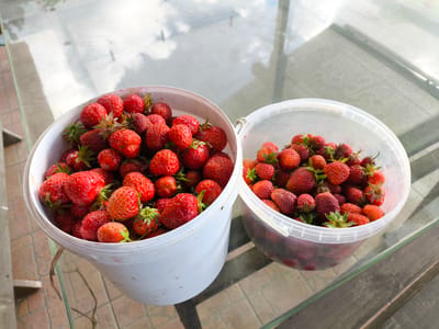 Two white buckets filled with fresh strawberries sit on a glass-topped table. The bucket on the left is fuller and appears to contain more strawberries. The table is set outdoors, with a tiled surface visible beneath it and a wooden bench or railing in the background. The reflection on the glass surface suggests a bright, possibly cloudy day. The image was taken in the city of Pokrov, Russia.
