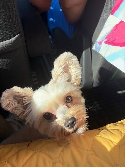 The image captures a close-up of a small, light-colored dog with large ears and dark eyes. The dog is looking directly at the camera, with its nose resting on a yellow, quilted surface, likely a blanket or cushion. In the background, dark car seats are visible, along with a glimpse of colorful fabric with pink, blue, and white patterns. The lighting suggests an outdoor setting, possibly a sunny day, with shadows cast across the scene. The image does not provide any specific details about the Settlement of sanatorium "Podmoskovye", Russia, nor does it contain any discernible human subjects interacting with the dog.