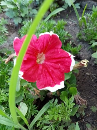 A single, vibrant pink petunia with white-edged petals is the focal point of this image, set against a backdrop of lush green foliage and dark soil. The flower is captured in close-up, its velvety texture and delicate veins clearly visible. A thick, fuzzy green stem diagonally bisects the frame, adding a sense of depth and a natural element to the composition.

The surrounding plants are a mix of textures and shades of green, with some appearing soft and feathery, while others have broader, more structured leaves. Small clover-like plants with heart-shaped leaves are scattered in the lower right corner, adding to the garden setting. The soil is dark and rich, with a few dried leaves and the withered remains of another flower visible on the right side of the image.

The lighting suggests it is daytime, likely a sunny or partially overcast day, as there are no harsh shadows. The overall mood is one of natural beauty and tranquility, highlighting the simple elegance of the blooming flower. The location context of Stavchyntsi, Ukraine, places this scene in a rural or suburban garden environment. There is no visible text in the image.