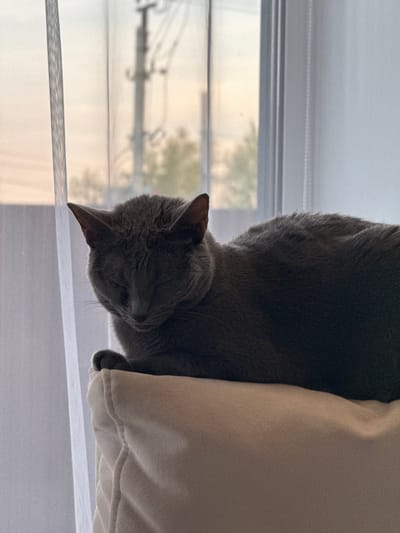 A gray cat rests on a light-colored pillow near a window with white, translucent blinds. The blinds allow a blurred view of a street scene with utility poles and vegetation. The scene suggests an indoor environment, likely a residence. The location of Молодёжный, Russia, is not directly discernable from the image.