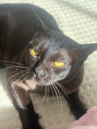 A dark brown cat with striking yellow eyes is lying on a light-colored, textured surface. Sunlight casts strong shadows across the cat and the surface. The cat's whiskers are long and prominent, fanning out from its muzzle. A small piece of pink fabric is visible in the lower right corner of the image. The scene is indoors, with no specific urban or natural landmarks to indicate its location within Yoksolovo, Russia.