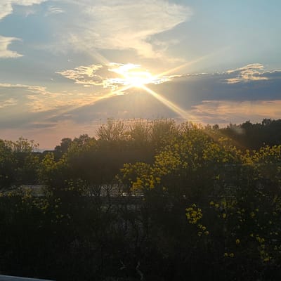 The image shows a sunset scene over a rural landscape. The sun is low in the sky, with bright rays of light streaming through the clouds. In the foreground, there is a dense line of trees and vegetation, some of which are dotted with small yellow flowers. The background is a dark silhouette of more trees, with a hint of distant hills or mountains. The sky is a gradient of blues, whites, and oranges, typical of a sunset. There are no people or specific structures visible that would indicate a precise location within Saúca, Spain, beyond it being an outdoor, natural setting during the evening. The overall impression is one of natural beauty and tranquility.