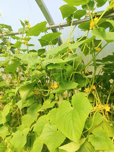 In the city of Хальчанскі сельскі Савет, Belarus, a greenhouse interior is captured, focusing on a dense growth of cucumber plants. The plants are vibrant green, with large, textured leaves and numerous yellow flowers. The vines are supported by a metal structure, likely part of the greenhouse framework, which is visible at the top of the image. Tendrils twist and curl, demonstrating the plants' natural growth pattern. Several small cucumbers are visible amongst the foliage. The lighting suggests natural daylight filtering through the translucent greenhouse covering. There are no people present in the image.